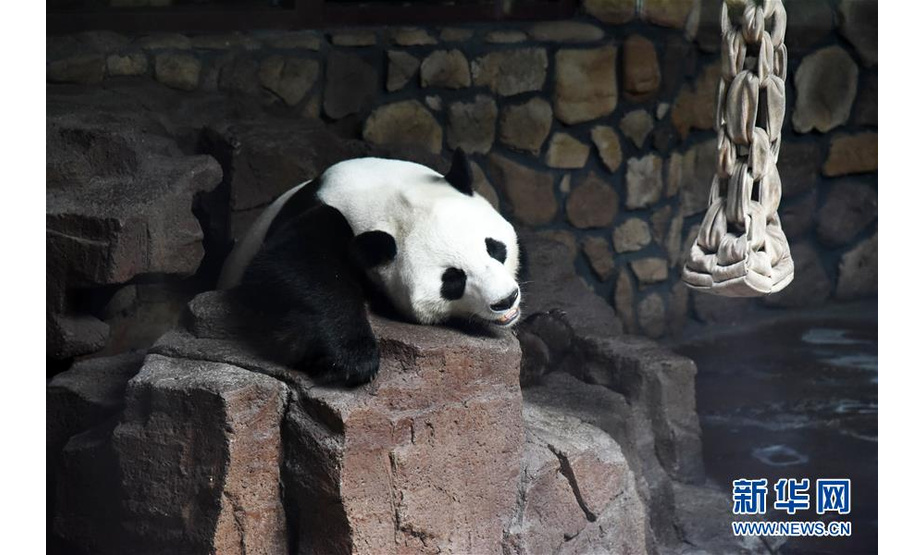 7月15日，济南野生动物世界的大熊猫“二喜”在空调房内享用完美食后准备休息。新华社记者 王凯 摄