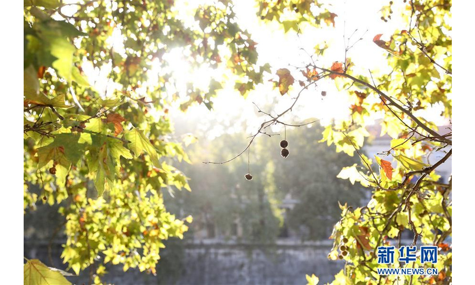 这是11月4日在意大利首都罗马台伯河边拍摄的秋叶。 连日阴雨后，罗马迎来了好天气，人们纷纷来到户外享受秋日的阳光与美景。 新华社记者程婷婷摄