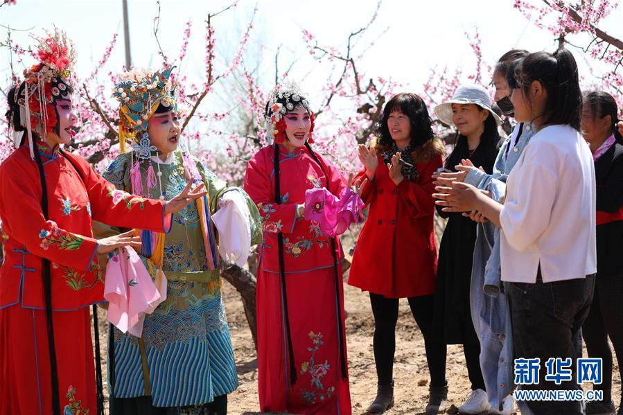 4月14日，戏曲爱好者在唐山市丰润区龙泉谷景区为观众表演。当日，河北省唐山市丰润区龙泉谷景区举办桃花节，戏曲艺术爱好者在桃树下即兴表演，吸引游客前来欣赏。 新华社记者 牟宇 摄