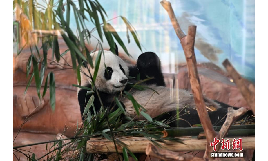 　1月15日，大熊猫保护教育科普系列活动暨大熊猫苑开放仪式在南宁市动物园举行，来自成都大熊猫繁育研究基地的熊猫兄妹“绩美”和“绩兰”在大熊猫苑内正式亮相。熊猫兄妹俩出生于2016年6月27日，其父亲是成都首只旅美归国的明星大熊猫“美兰”，母亲是“绩丽”。熊猫哥哥“绩美”活泼好动，妹妹“绩兰”羞涩可爱。据了解，南宁市动物园大熊猫苑总面积达8360.42平方米，含熊猫活动场所、沉浸式智慧体验室、科普体验室等多个区域，向民众展示“国宝”熊猫的生活起居。图为熊猫哥哥“绩美”尽显吃货本色。 俞靖 摄