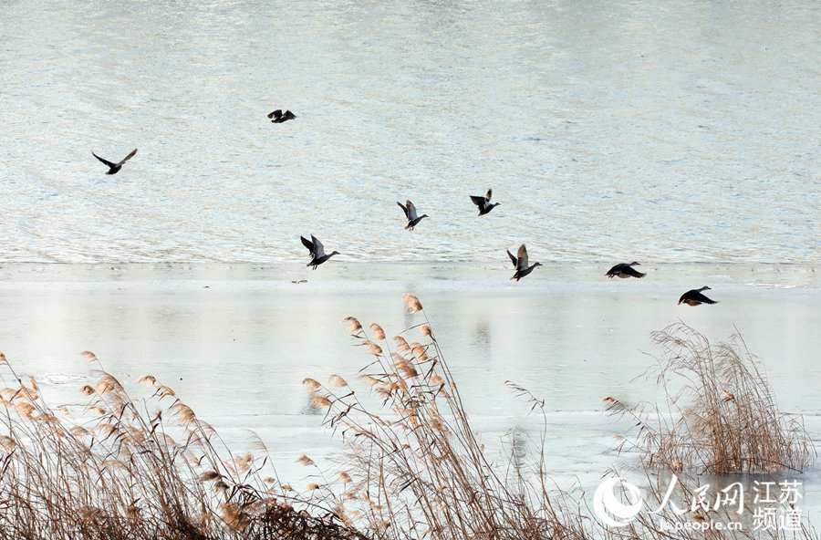 人民网宿迁1月12日电 入冬以来，陆续有绿头红腿的野鸭飞到江苏沭阳县境内的淮沭河畔。近些年，随着生态环境的改善，每到寒冬时节都会有大批野鸭迁徙来此越冬。（丁华明 黄启源）