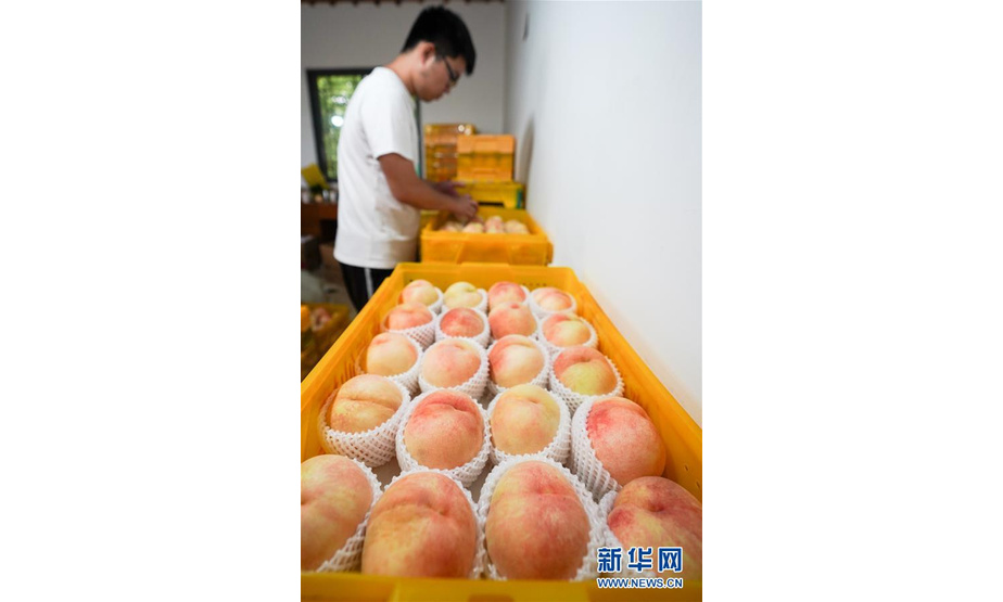 7月16日，在无锡市阳山镇桃源村大路头水蜜桃专业合作社，农户在分装水蜜桃。 新华社记者 李博 摄