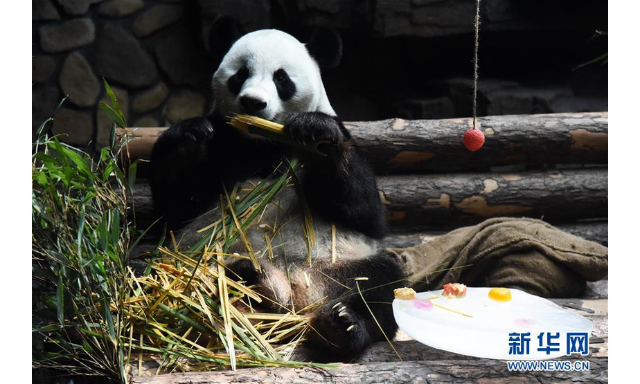 7月15日，济南野生动物世界的大熊猫“二喜”在冰块旁享用园区工作人员为它准备的新鲜竹子。新华社记者 王凯 摄