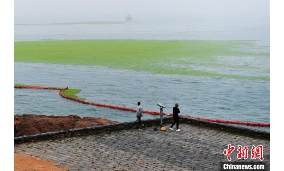6月17日，一名游客在山东省青岛市一处沿海沙滩上拍摄浒苔。　王海滨 摄