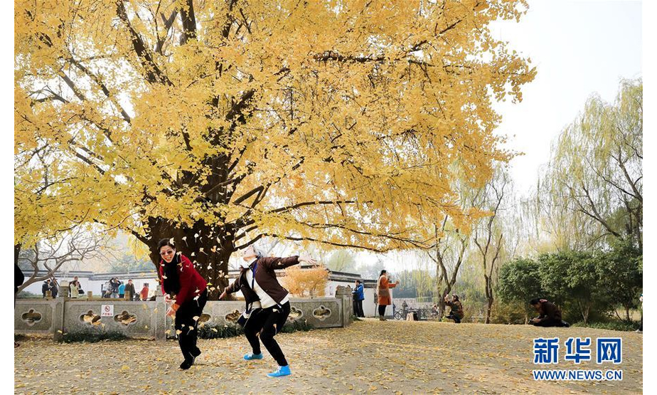 12月11日，两位游客在古银杏树下抛撒落在地上的树叶。新华社记者 方喆 摄