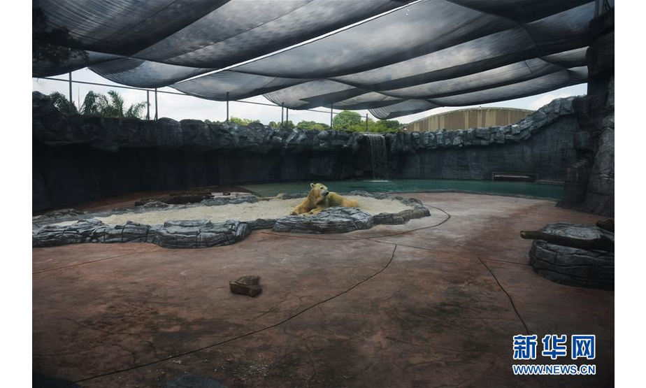 4月25日，由于健康状况恶化，世界上首只在热带出生的北极熊伊努卡在新加坡动物园被实施安乐死。
这是4月13日，北极熊伊努卡在新加坡动物园休息。
新华社发（邓智炜摄）