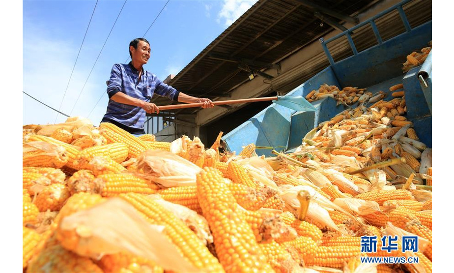 9月22日，在安徽省淮北市濉溪县叶刘湖村，村民忙着收获玉米。 新华社发（李鑫 摄）