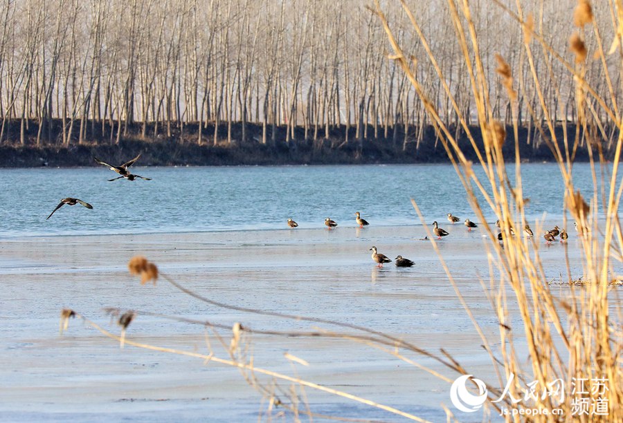 人民网宿迁1月12日电 入冬以来，陆续有绿头红腿的野鸭飞到江苏沭阳县境内的淮沭河畔。近些年，随着生态环境的改善，每到寒冬时节都会有大批野鸭迁徙来此越冬。（丁华明 黄启源）