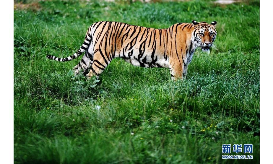 在横道河子东北虎林园野化训练区，一只东北虎在走动（7月26日摄）。

　　新华社记者 王建威 摄