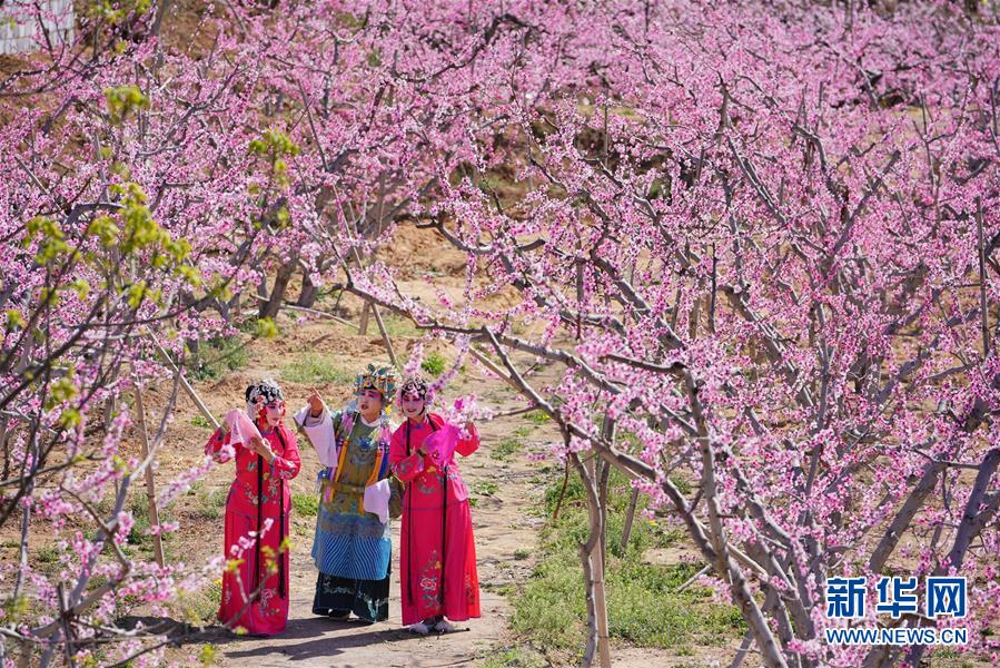 4月14日，戏曲爱好者在唐山市丰润区龙泉谷景区表演。当日，河北省唐山市丰润区龙泉谷景区举办桃花节，戏曲艺术爱好者在桃树下即兴表演，吸引游客前来欣赏。 新华社记者 牟宇 摄