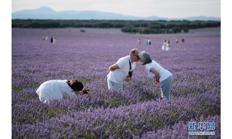 7月13日，人们在西班牙卡斯蒂利亚-拉曼查自治区布里韦加的薰衣草田拍照。

　　每年7月，这里成片的薰衣草形成紫色的花海，吸引游客前来赏花游玩。

　　新华社记者 孟鼎博 摄