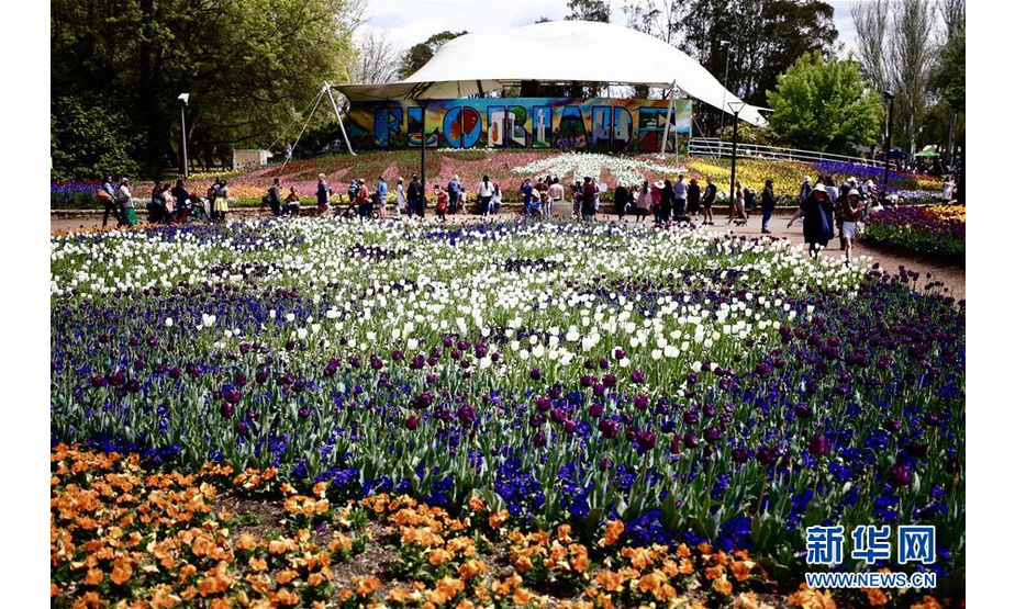 这是10月13日在澳大利亚首都堪培拉联邦公园拍摄的花展现场。 澳大利亚一年一度规模最大的迎春活动——堪培拉花展13日在澳首都的联邦公园落下帷幕。今年的堪培拉花展于9月14日至10月13日期间举行。 新华社发（储晨 摄）