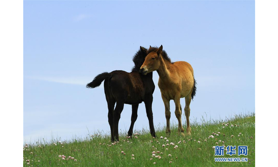 7月10日，两只小马驹在甘肃山丹马场一场的草原上嬉戏。 盛夏时节，甘肃山丹马场草原上鲜花盛开，绿草如茵，马群在悠闲地觅食嬉戏。 新华社发（陈礼 摄）
