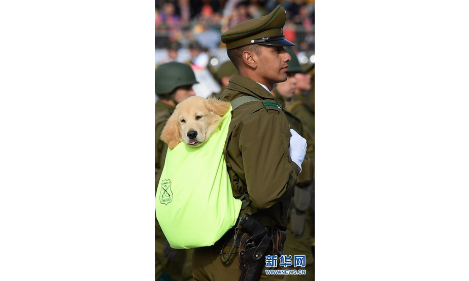 9月19日，在智利首都圣地亚哥，宪兵身背警犬幼犬在阅兵式上行进。 9月19日，一年一度的智利陆军节阅兵式在首都圣地亚哥奥希金斯公园举行。智利陆海空三军和警察部队7600多人参加了阅兵式。 新华社发（豪尔赫·比列加斯 摄）
