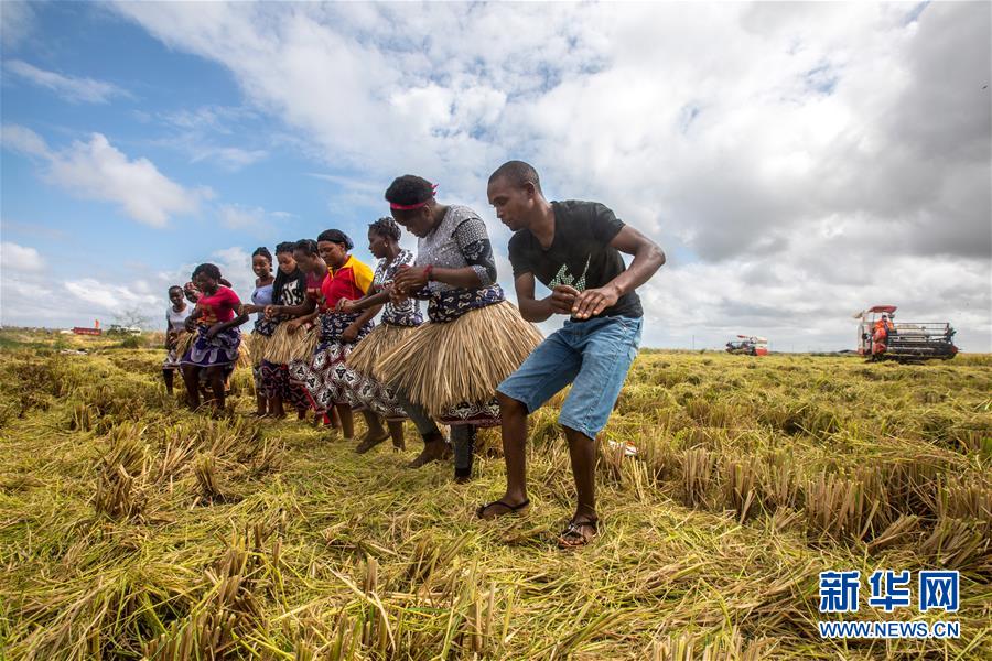 2019年4月7日，在莫桑比克万宝莫桑农业园，农户在水稻收割现场载歌载舞庆祝丰收。万宝莫桑农业园是中国在非洲最大规模水稻种植项目。得益于广袤的土地、适宜的气候、充沛的灌溉水源和来自中国的支持，项目规划开发2万公顷土地，通过合作种植方式，带动周边农户开发土地，种植水稻。由于万宝莫桑农业园在技术服务上的支持，当地粮食产量明显增加。 新华社记者 张宇 摄