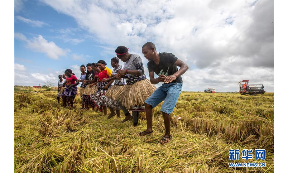 2019年4月7日，在莫桑比克万宝莫桑农业园，农户在水稻收割现场载歌载舞庆祝丰收。万宝莫桑农业园是中国在非洲最大规模水稻种植项目。得益于广袤的土地、适宜的气候、充沛的灌溉水源和来自中国的支持，项目规划开发2万公顷土地，通过合作种植方式，带动周边农户开发土地，种植水稻。由于万宝莫桑农业园在技术服务上的支持，当地粮食产量明显增加。 新华社记者 张宇 摄