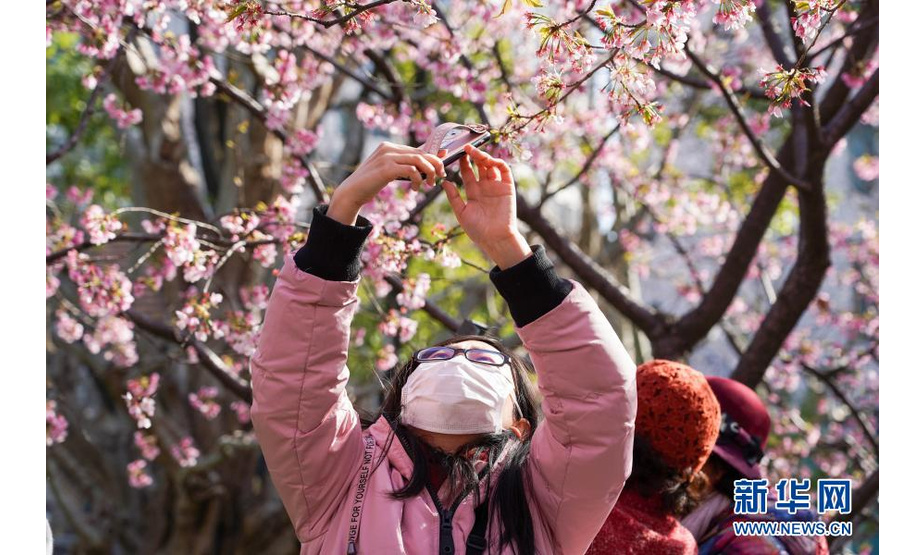 3月2日，人们在静安雕塑公园赏樱。

　　当日，上海阳光明媚，上海静安雕塑公园的樱花大道上早樱盛开，吸引众多市民游客前来观赏樱花，享受美好春光。

　　新华社记者 王翔 摄
