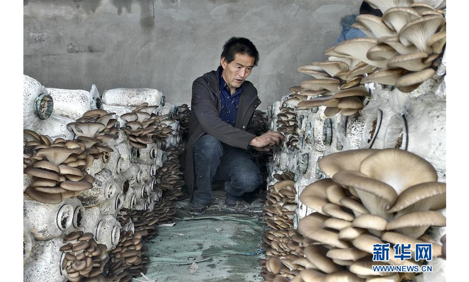 东达村村民在特色种植养殖合作社采收蘑菇（资料照片）。新华社发（李勇 摄）