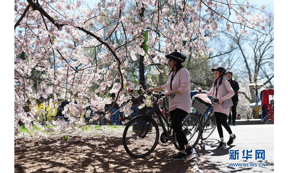 4月16日，在美国纽约中央公园，人们在樱花树下推车前行。随着气温回暖，4月的纽约告别了漫长冬季，春花烂漫，生机盎然。 新华社记者韩芳摄