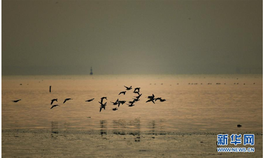 12月11日，鸟儿在深圳湾飞过。新华社记者 毛思倩 摄