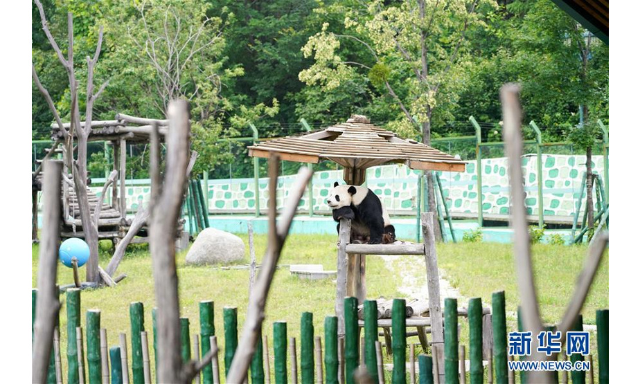 7月18日，大熊猫佑佑在熊猫馆中活动。
近期，大熊猫姐弟思嘉和佑佑在黑龙江省亚布力滑雪旅游度假区的中国亚布力熊猫馆“定居”已满三年。

　　据介绍，大熊猫思嘉和佑佑于2016年7月从位于四川的中国大熊猫保护研究中心北上来到黑龙江。从各项体征来看，这两只大熊猫已逐步适应了东北的生活。

新华社记者王松摄

