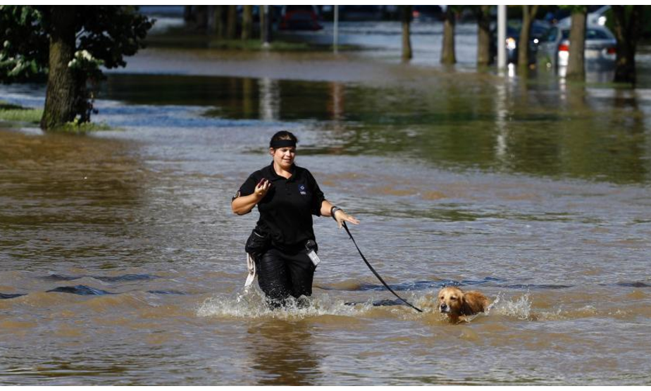 费城市民在过膝的积水中遛狗。
