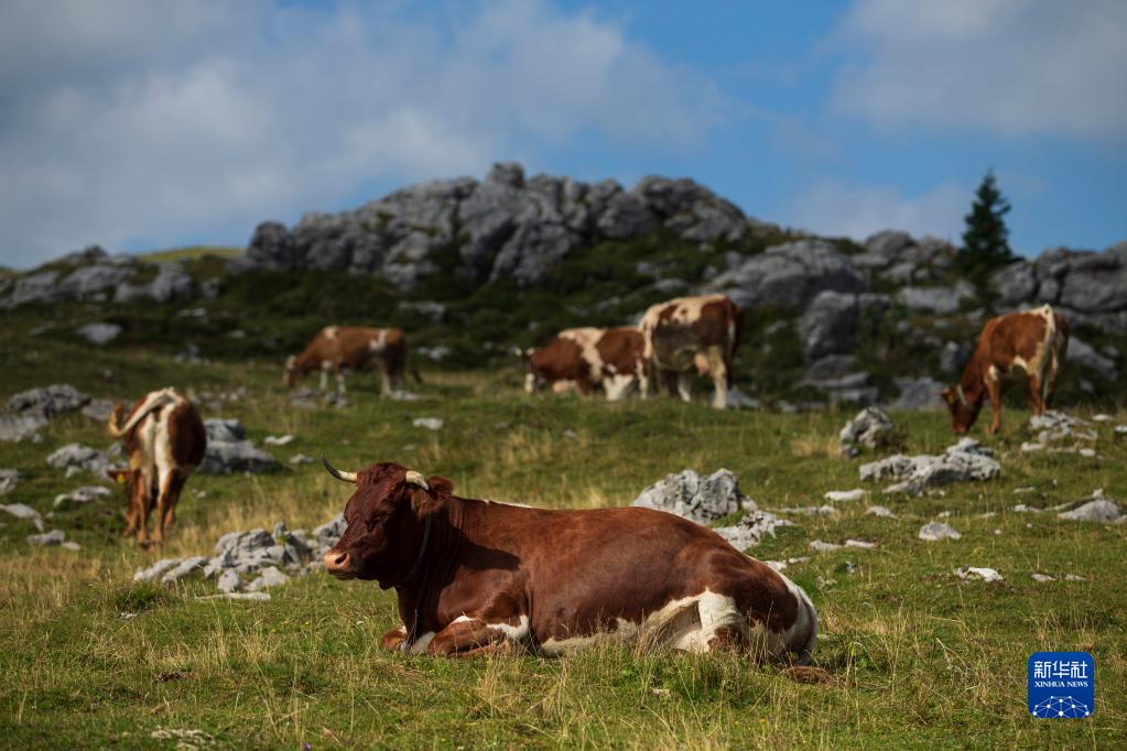 这是9月8日在斯洛文尼亚拍摄的维利卡普拉尼那高地牧场景色。

　　位于斯洛文尼亚北部的维利卡普拉尼那高地是欧洲现存最大的牧民定居点，早在中世纪已有牧民定居。每到夏季，该地独特的高原牧场风景和传统的牧民生活习俗吸引大批徒步旅行爱好者到此观光。

　　新华社发（泽利科·斯特凡尼奇摄）