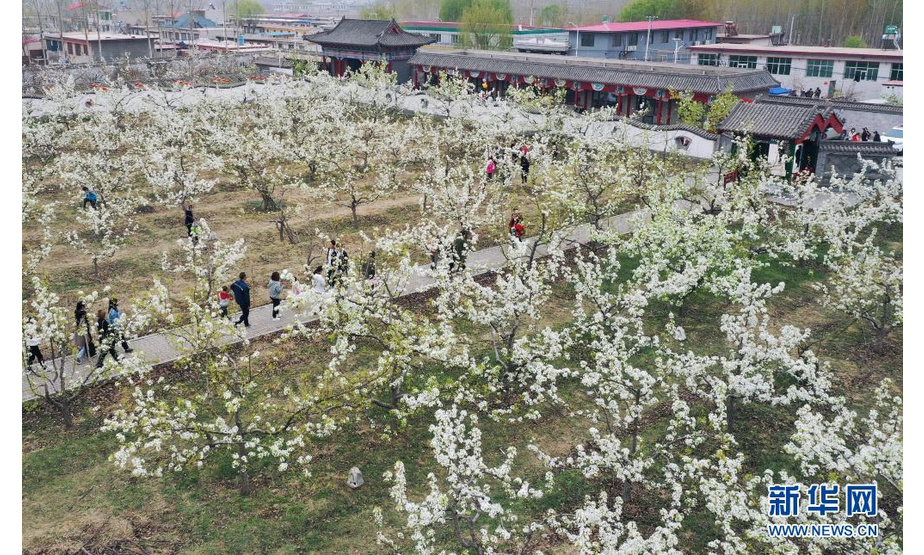 4月11日，游客在河北省迁安市杨家坡民俗文化园内赏花（无人机照片）。新华社记者 李贺 摄