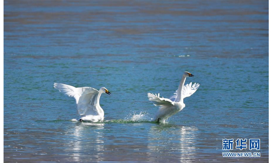 每年冬季，数百只天鹅迁徙到青海省海南藏族自治州贵德县黄河湿地越冬，冬季的黄河成了生机盎然的“天鹅湖”。 图为12月12日，两只天鹅在千姿湖湿地公园内嬉戏。新华社记者张龙摄