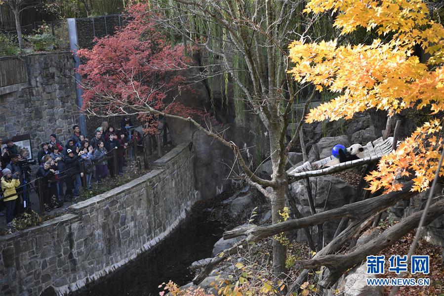 11月11日，在美国华盛顿的美国国家动物园，中国旅美雄性大熊猫“贝贝”和游客见面。新华社记者 刘杰 摄

　　新华社华盛顿11月11日电（记者孙丁 胡友松）美国国家动物园为旅美雄性大熊猫“贝贝”回中国而安排的一系列欢送活动于11日启动。

　　“贝贝”定于美国东部时间19日启程回国。按照美国国家动物园与中国野生动物保护协会之间的大熊猫繁育协议，在美国国家动物园出生的大熊猫将在4岁时回中国。“贝贝”出生于2015年，今年8月22日满4周岁。

　　11日，位于美国首都华盛顿北部的美国国家动物园大熊猫馆来了不少特意前来向“贝贝”道别的人，他们当中有的与它合影留念，有的在明信片上为它写下祝福的话语，还有的在静静地看着它吃竹子、玩耍。美国国家动物园发言人安娜丽莎·迈耶对新华社记者说，大熊猫是这里的“大明星”，“贝贝”深受人们喜爱，预计会有数万人陆续前来与它道别。

　　“资深”大熊猫“粉丝”安杰拉·韦塞尔一大早就来到了大熊猫馆。韦塞尔告诉记者，她从小就喜欢大熊猫，大熊猫给她留下了很多美好的回忆。她会想念“贝贝”，也祝愿它在中国一切顺利。

　　饲养员劳里·汤普森对记者说，他们已开始为“贝贝”的旅途做准备，包括让它熟悉和适应“旅行包厢”。“贝贝”19日将乘专机直飞四川成都，汤普森和一名兽医将在旅途中陪伴和照料它。

　　另据美国国家动物园介绍，“贝贝”抵达成都后将被送往中国大熊猫保护研究中心的一处基地，美方团队将随行。“贝贝”适应新家期间，汤普森将短暂陪伴。大熊猫在5岁至7岁达到性成熟，“贝贝”将在性成熟时加入大熊猫繁育项目。

　　除了“贝贝”，美国国家动物园大熊猫馆现在还住着它的爸爸“添添”和妈妈“美香”，它们于2000年开始旅美生涯。“贝贝”的哥哥“泰山”、姐姐“宝宝”分别于2005年和2013年出生，已先后回到中国。

　　美国国家动物园属于史密森学会。过去几十年里，该动物园一直在大熊猫研究、保护、繁育等领域积极同中方展开合作。