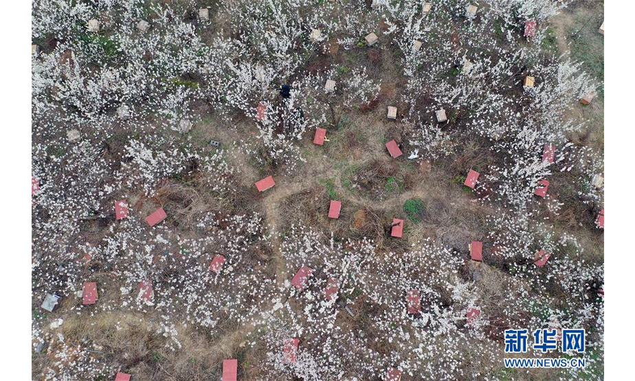 毕节市赫章县平山乡盛开的樱桃花（2月20日无人机拍摄）。 初春时节，随着气温回升，贵州省毕节市赫章县的樱桃花竞相盛开。 新华社记者 杨楹 摄
