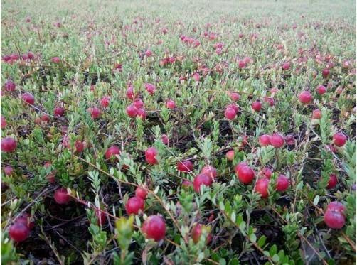 4200亩中国蔓越莓闪耀抚远 黑龙江农业新