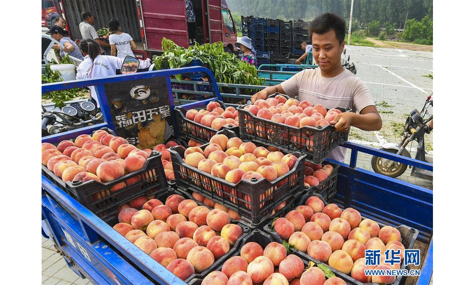 7月18日，桃农在永清县后奕镇石各庄村把采摘的鲜桃装车。 新华社记者 李晓果 摄