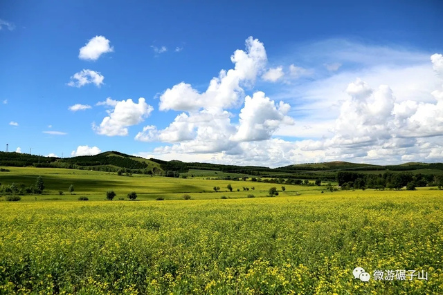 碾子山万亩油菜花海,美翻了!