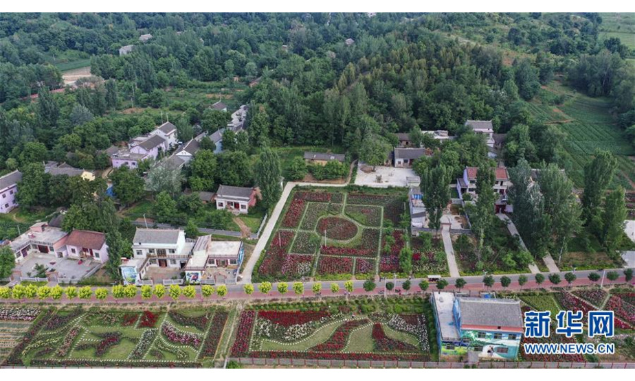 6月16日无人机拍摄的铺满鲜花的玫瑰小镇。新华社记者陶明摄
