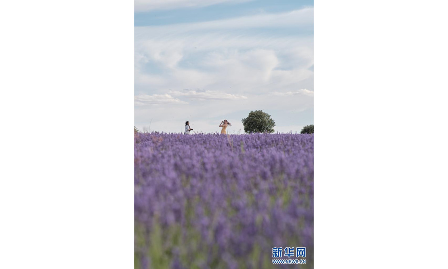 7月13日，人们在西班牙卡斯蒂利亚-拉曼查自治区布里韦加的薰衣草田游玩。

　　每年7月，这里成片的薰衣草形成紫色的花海，吸引游客前来赏花游玩。

　　新华社记者 孟鼎博 摄
