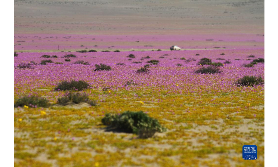 10月13日，一辆汽车驶过智利北部阿塔卡马沙漠中的小路。

　　在冬季降水量较多的年份，开春之后，阿塔卡马沙漠最南部靠近海岸的地方会有很多沙漠植物发芽、开花。由于今年6月至8月阿塔卡马沙漠南缘经历了几场降水，春季到来时，这里便绽放出大片的花毯。“开花的沙漠”这一现象作为智利北部春季偶有出现的美景，吸引了各地的旅游者，也为当地科学家研究耐旱植物特性、利用基因技术发展耐旱作物提供了“天然实验室”。

　　新华社发