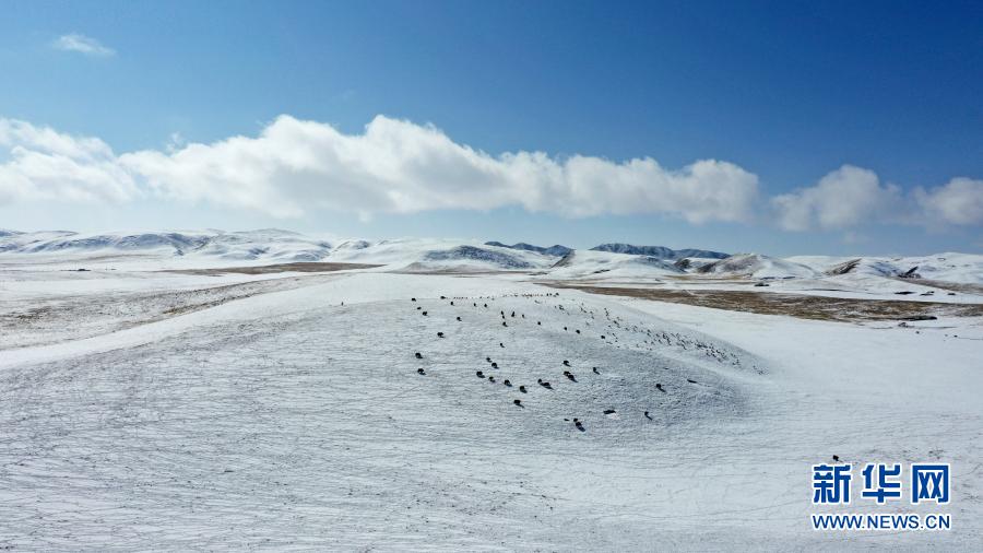 一群牦牛在雪后的草原上活动（2月25日摄，无人机照片）。

　　近日，一场降雪过后，青海湖畔在白雪覆盖下形成千里雪原的壮观景象。新华社记者 张宏祥 摄