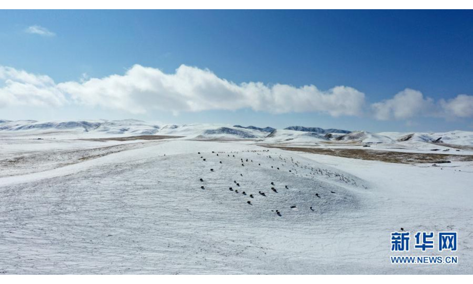 一群牦牛在雪后的草原上活动（2月25日摄，无人机照片）。

　　近日，一场降雪过后，青海湖畔在白雪覆盖下形成千里雪原的壮观景象。新华社记者 张宏祥 摄