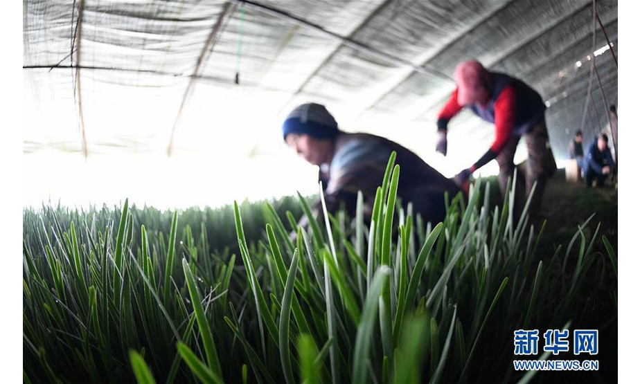 在位于渤海镇的宁安市新农韭菜专业合作社韭菜种植基地大棚内，工人在收割、打捆韭菜（3月6日摄）。新华社记者王建威摄