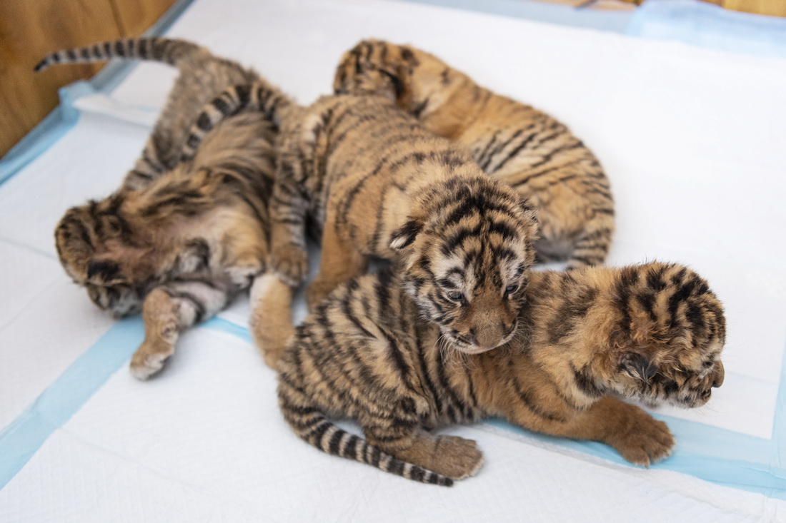 这是5月22日在黑龙江东北虎林园的虎舍中拍摄的东北虎幼崽。  　　目前，黑龙江东北虎林园中的东北虎进入繁殖高峰期，今年已“添丁”10余只。黑龙江东北虎林园位于哈尔滨市，是世界最大的东北虎人工饲养繁育基地——中国横道河子猫科动物饲养繁育中心的重要饲繁基地。  　　新华社记者 谢剑飞 摄