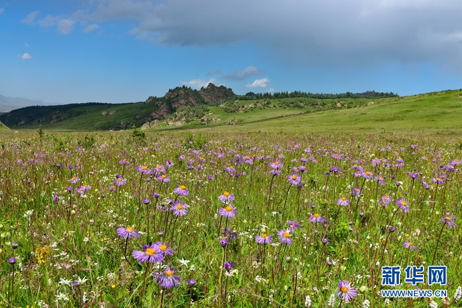 盛夏时节，地处甘肃省张掖市肃南裕固族自治县的皇城草原绿草如茵、山花烂漫，与蓝天白云相互映衬。新华网发（成林 摄）