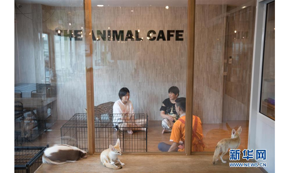 这是9月9日在曼谷拍摄的动物咖啡馆内景。新华社记者 张可任 摄