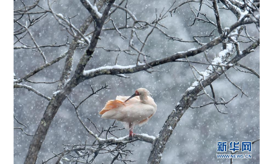 11月22日，在华阳镇小华阳村，一只朱鹮在雪中梳理羽毛。近日，位于秦岭南麓的陕西省汉中市洋县华阳镇下起了入冬以来第一场大雪。新华社发（王平 摄）