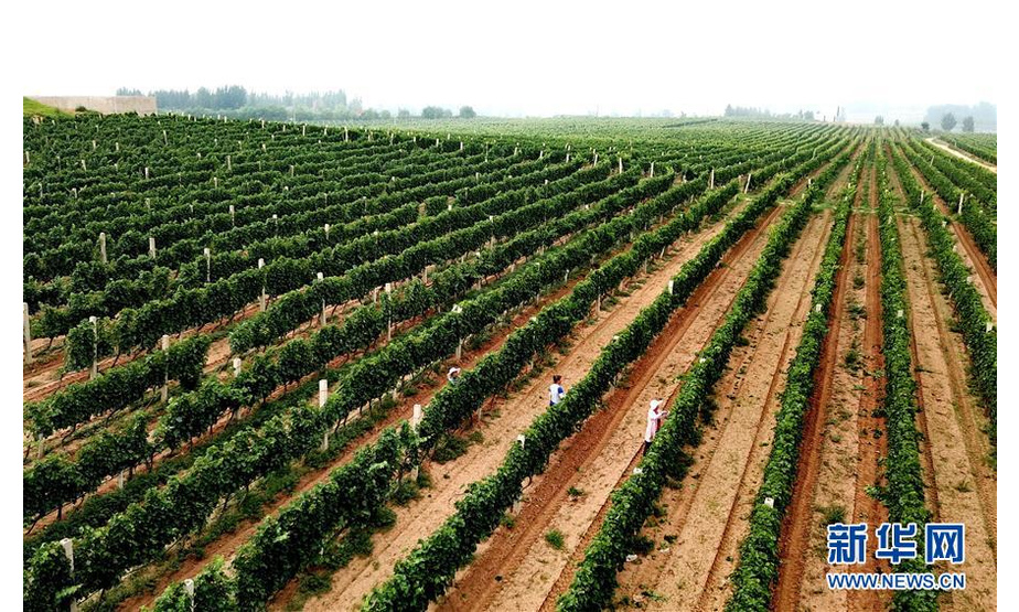 7月17日，在卢龙县卢龙镇一家酿酒葡萄种植基地，工人在管理葡萄（无人机拍摄）。 近年来，河北省卢龙县因地制宜，大力发展林果产业，鼓励土地流转、引进龙头企业，种植苹果、葡萄、李子等果品，全县林果面积约15.6万亩，形成了“全年有果、四季飘香”的局面。 新华社记者杨世尧摄