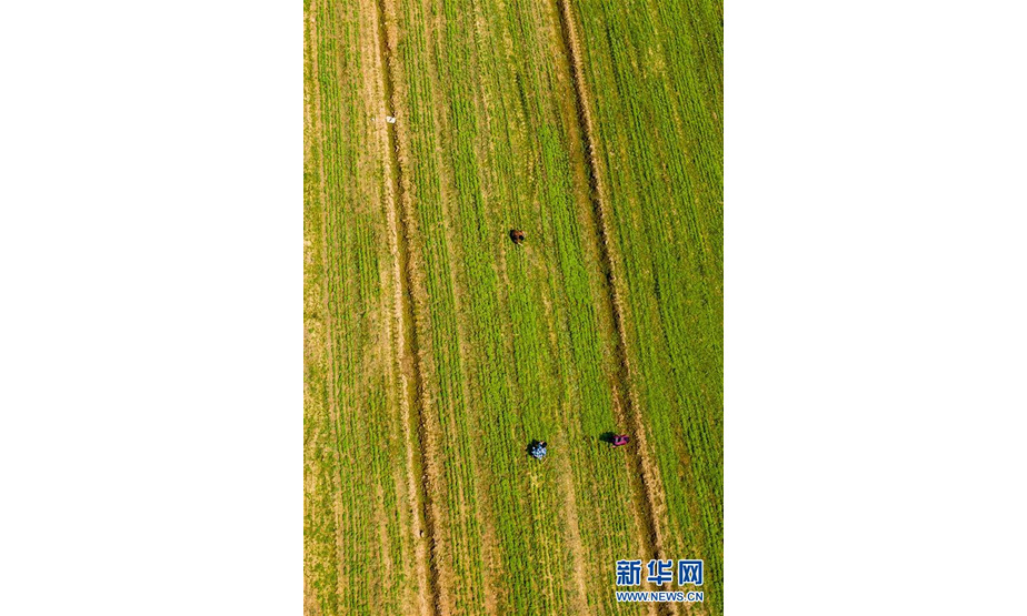 3月15日，江西省新余市渝水区水北镇楼前村的农户在中草药种植基地忙碌（无人机拍摄）。 新华社发（赵春亮 摄）