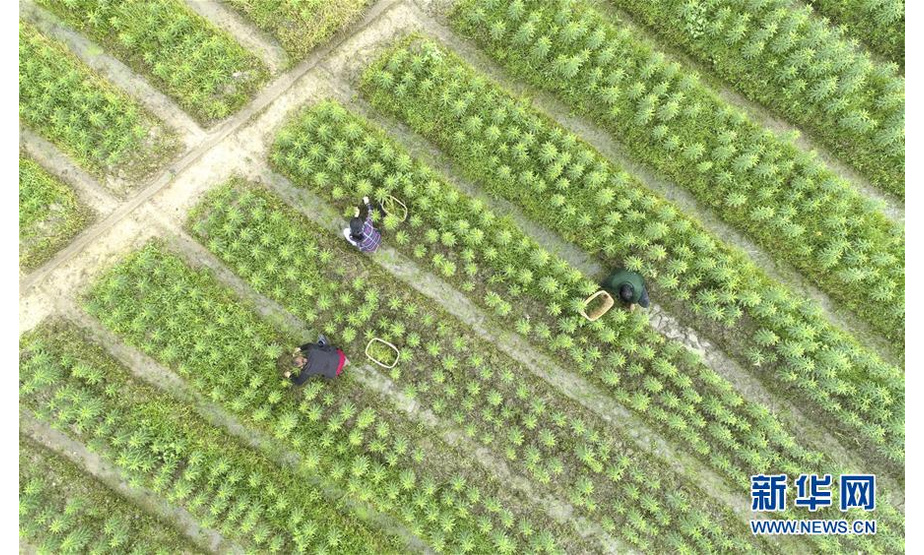 4月20日，村民在江西省宜春市万载县白水乡文义村一处百合种植基地劳作（无人机拍摄）。新华社发（邓龙华 摄）