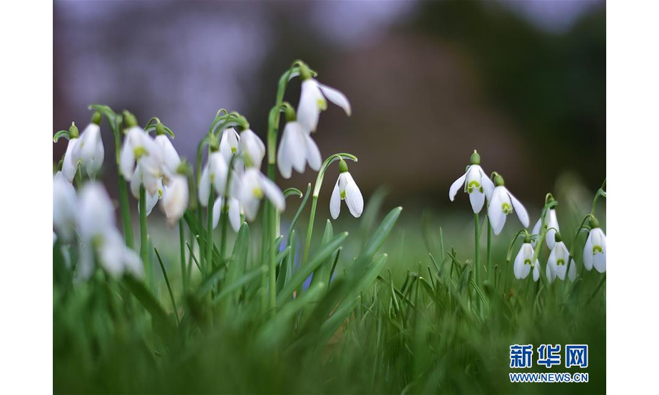 这是3月13日在德国法兰克福绿堡公园拍摄的花朵。气温回升，严寒远去。德国法兰克福街头的花朵渐次开放，越冬的候鸟归来，人们也感受着春天日益蓬勃的气息。 新华社记者逯阳摄