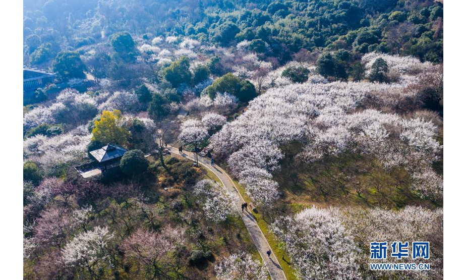 2月7日拍摄的超山景区里盛开的大片梅花（无人机照片）。
