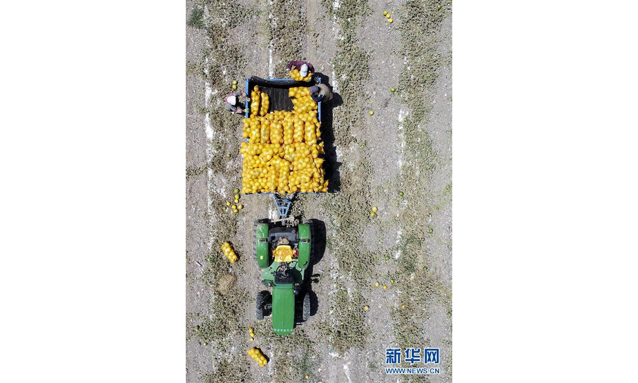 7月23日，宁夏中宁县喊叫水乡喊叫水村的瓜农在收获套种在硒砂瓜地里的甜瓜（无人机拍摄）。新华社记者 冯开华 摄
